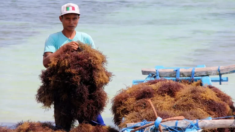 Hilirisasi Rumput Laut Bisa Jadi Solusi Bagi Petani Padi Indonesia