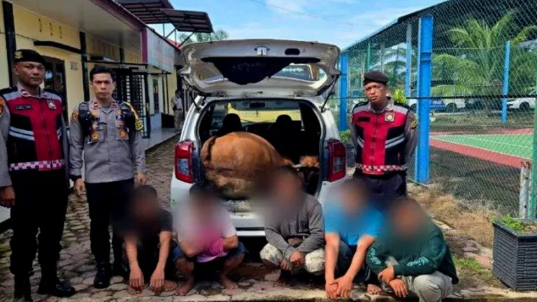 Warga Tangkap 5 Tersangka Pencurian Lembu di Aceh Singkil